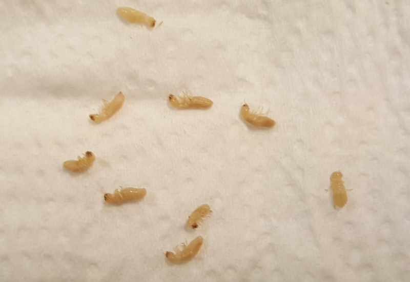 Termites What's That Bug?