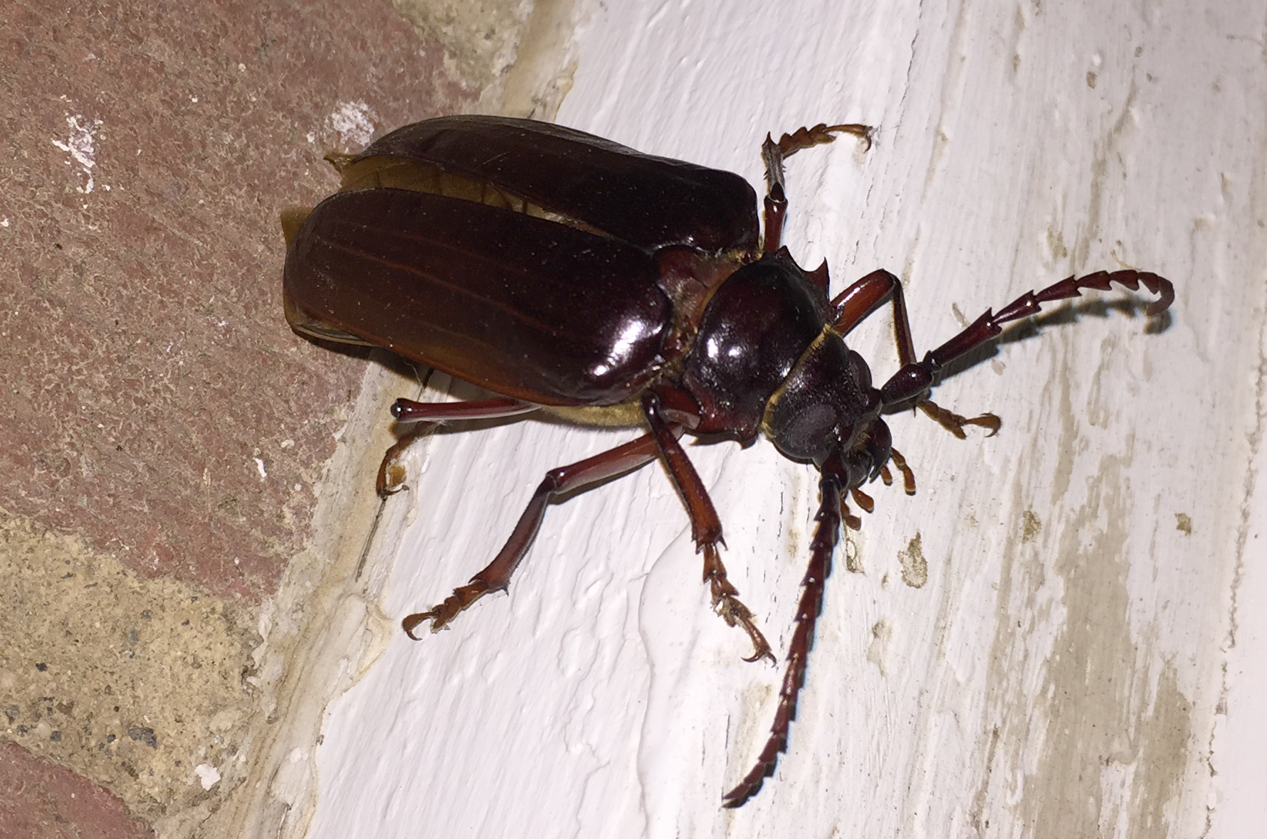 California Root Borer What's That Bug?