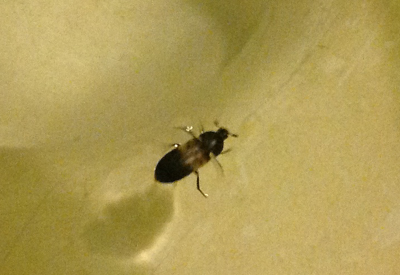 Do Larder Beetles Bite? The Truth Uncovered What's That Bug?