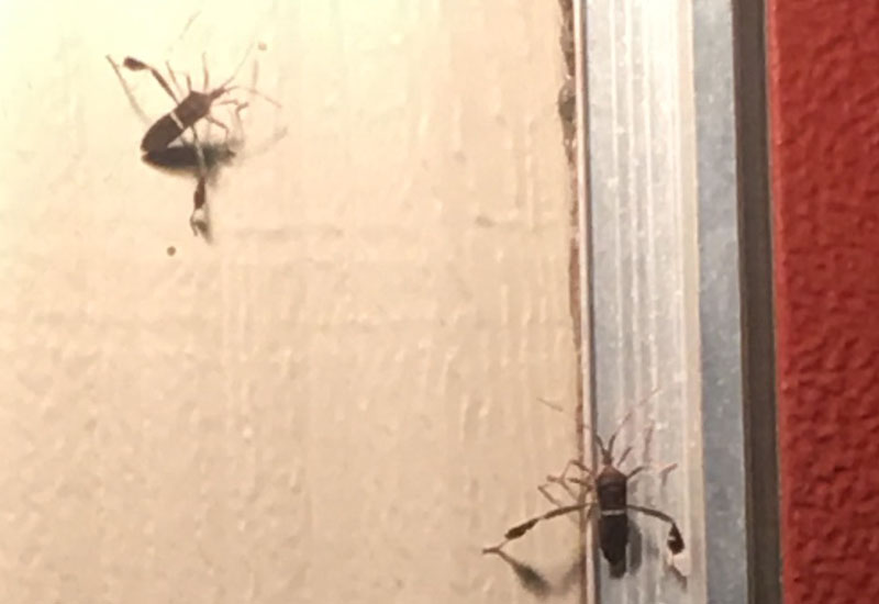 Leaf Footed Bugs attracted to Lights What's That Bug?