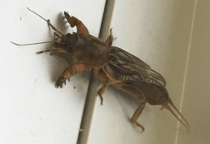 Mole Cricket Bite