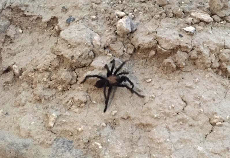 Tarantula from Utah What's That Bug?
