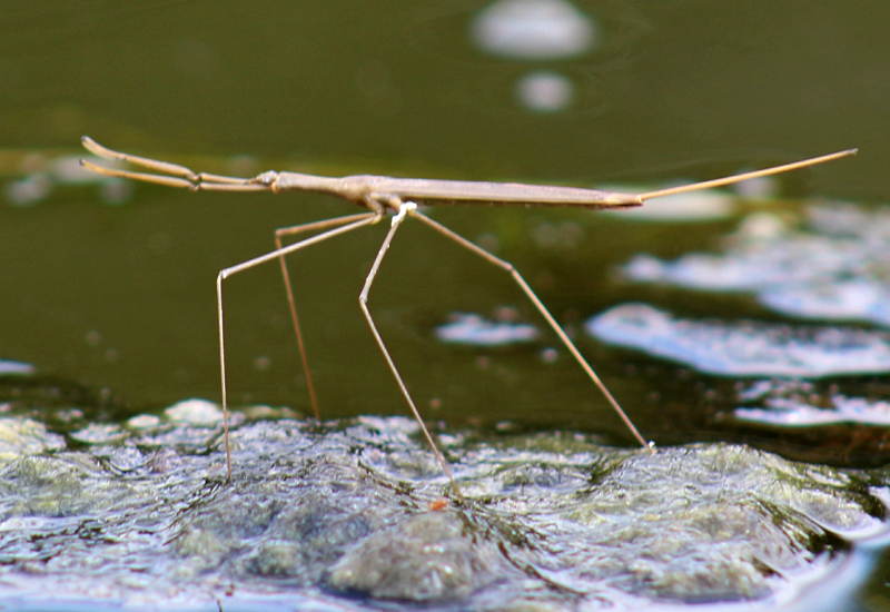 Toe Biters and other Aquatic True Bugs Archives Page 6 of 48 What's