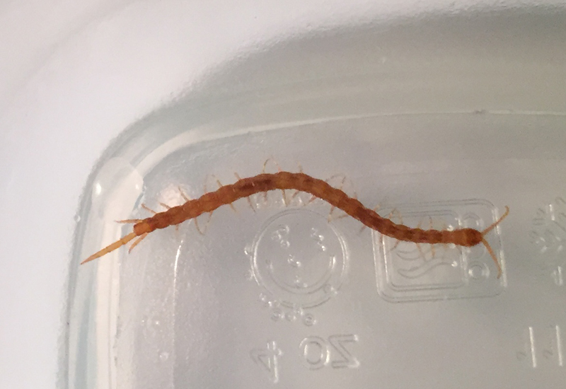 Centipede found in human stool. What's That Bug?
