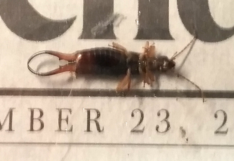 Earwig - What's That Bug?