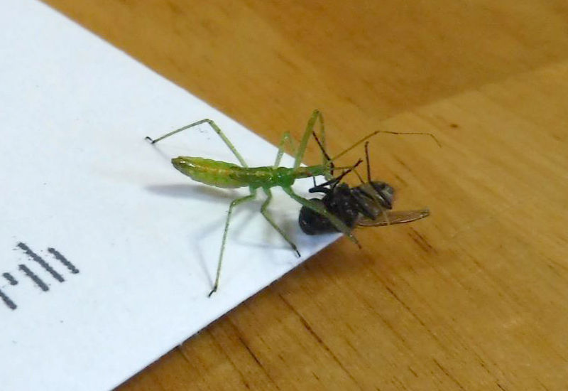 What Do Assassin Bugs Eat? Are They Beneficial Predators? What's That