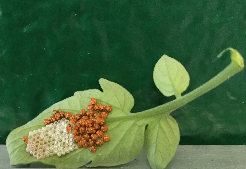 What Do Stink Bugs Eat? A Friendly Guide to Their Diet What's That Bug?