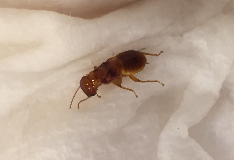 Are Termites Dangerous to Humans? Uncovering the Truth What's That Bug?