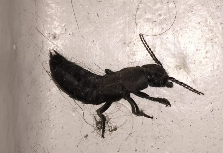 Devil's Coach Horse Beetle Bite Is It Poisonous? Facts & Myths