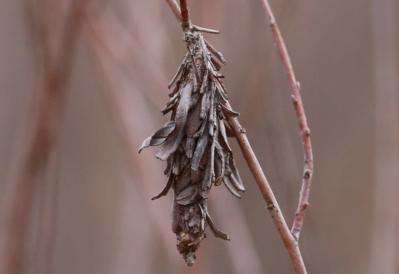 Bagworm Life Cycle: Unraveling The Mysteries Of Nature's Architects