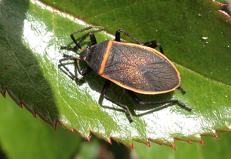 9 Bugs That Look Like Boxelder Bugs Surprising Mimics in Your Garden What's That Bug?