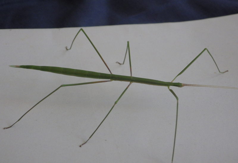 Are Walking Sticks Poisonous? Debunking the Myths and Facts What's