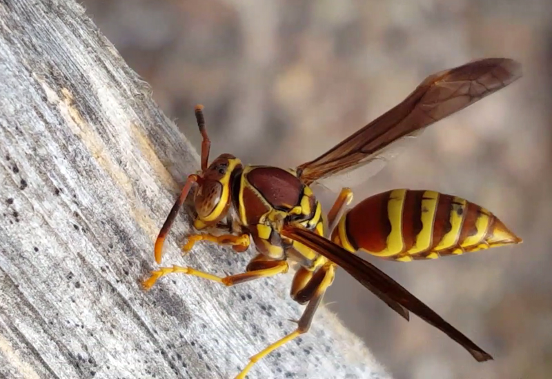 Paper Wasps Archives What's That Bug?