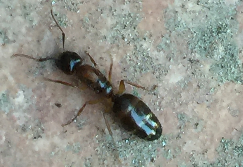 What Do Carpenter Ant Queens Look Like Before And After