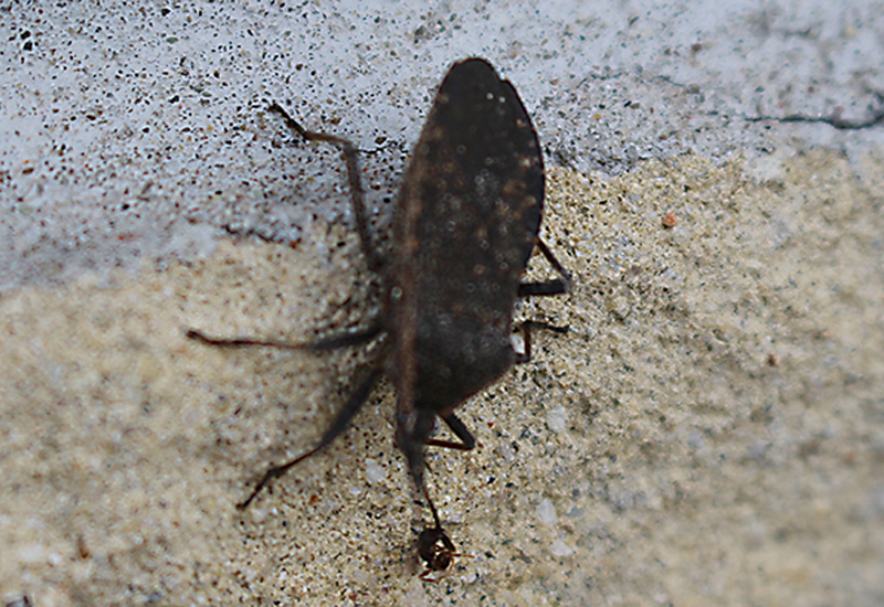 Squash Bug and Ant What's That Bug?