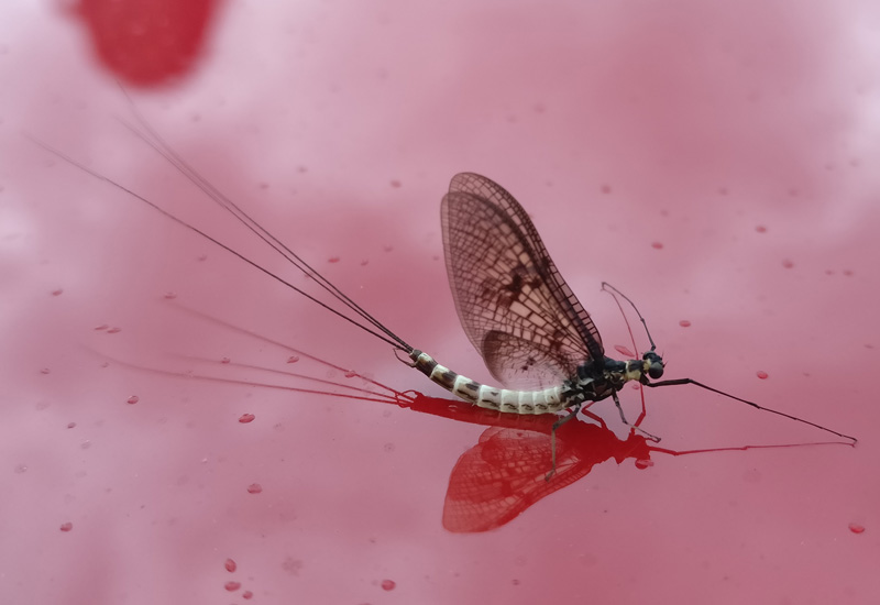 Where Do Mayflies Live Unraveling the Mystery of Their Habitat What