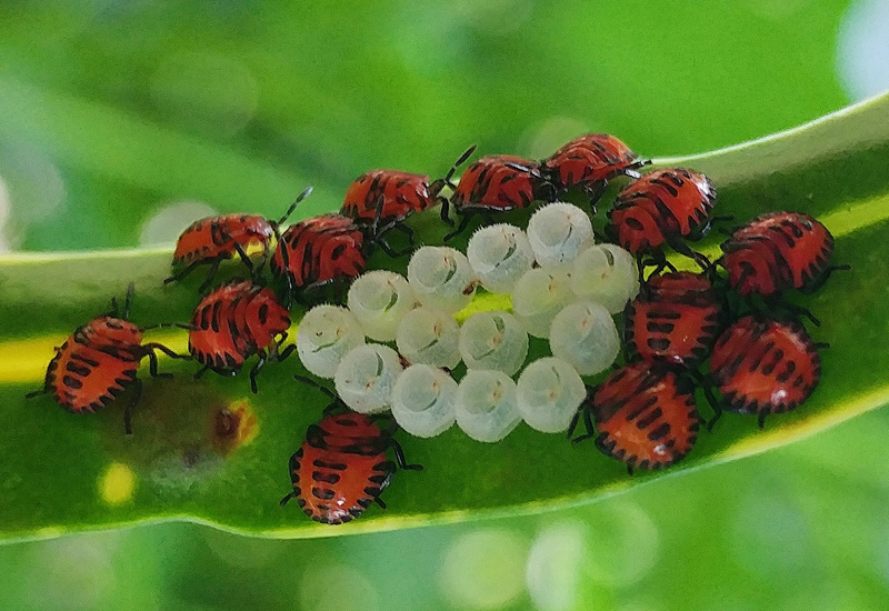 What Do Stink Bugs Eat? A Friendly Guide to Their Diet What's That Bug?
