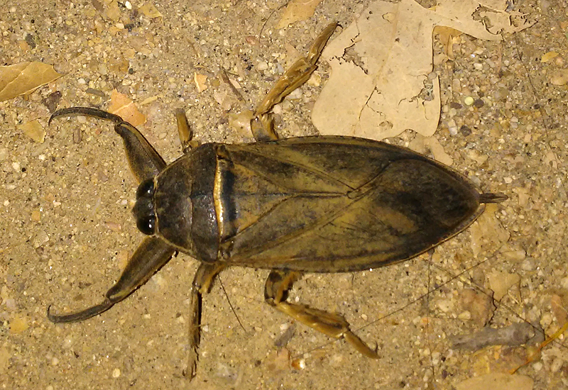 Toe Biters and other Aquatic True Bugs Archives Page 2 of 47 What's