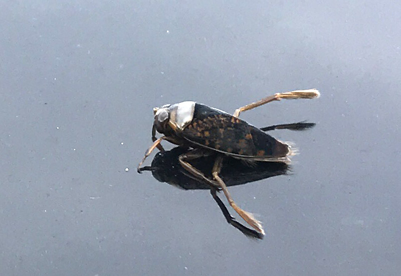 Toe Biters and other Aquatic True Bugs Archives What's That Bug?