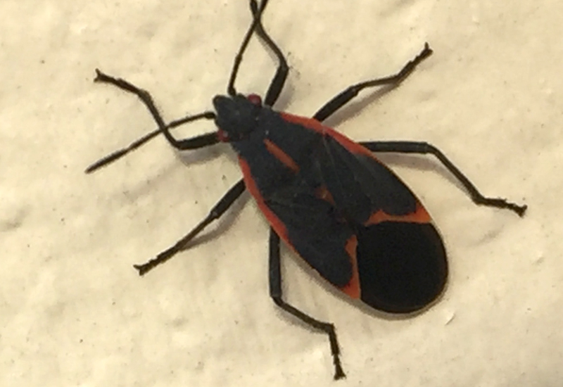 Populist Bugs Swarming in Ohio What's That Bug?