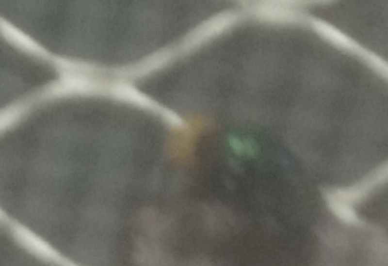 Flies in Australia All You Need to Know for a Bugfree Adventure