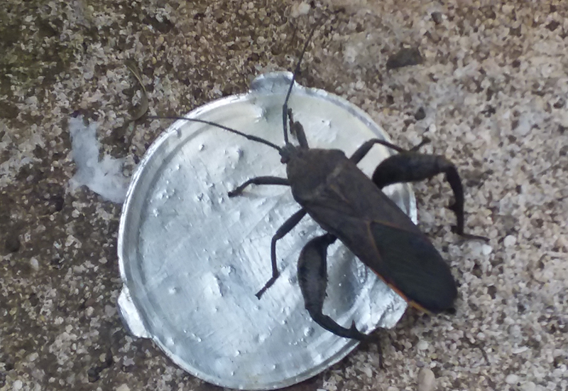 Big Legged Bug from Hawaii What's That Bug?