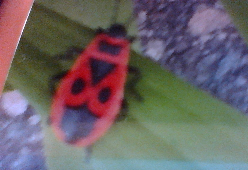 9 Bugs That Look Like Boxelder Bugs Surprising Mimics in Your Garden What's That Bug?