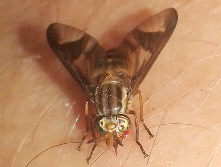 Horse Flies and Deer Flies Archives Page 5 of 19 What's That Bug?