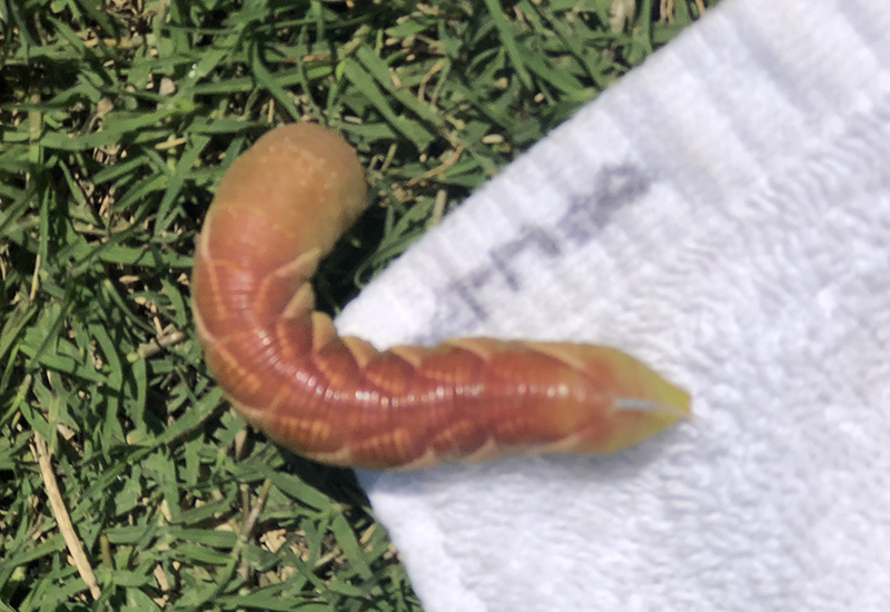 Can Chickens Eat Hornworms? Read This Before Feeding! What's That Bug?