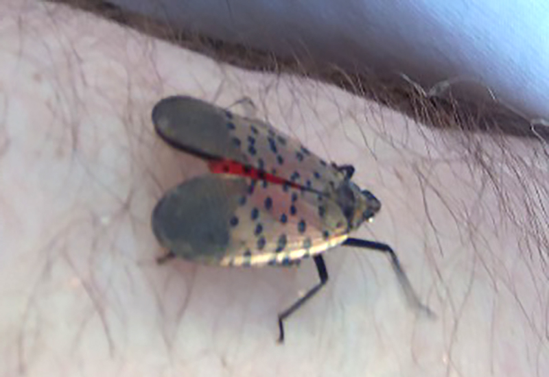 Do Birds Eat Spotted Lanternflies? A Surprising Feast Revealed What's