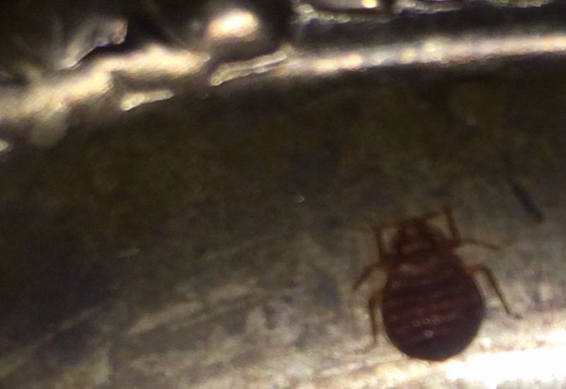 What Do Bed Bugs Eat? Debunking Myths About Their Food Preferences