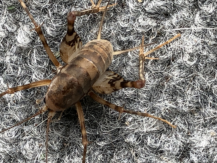 How to Get Rid of Camel Crickets Quick and Effective Methods What's