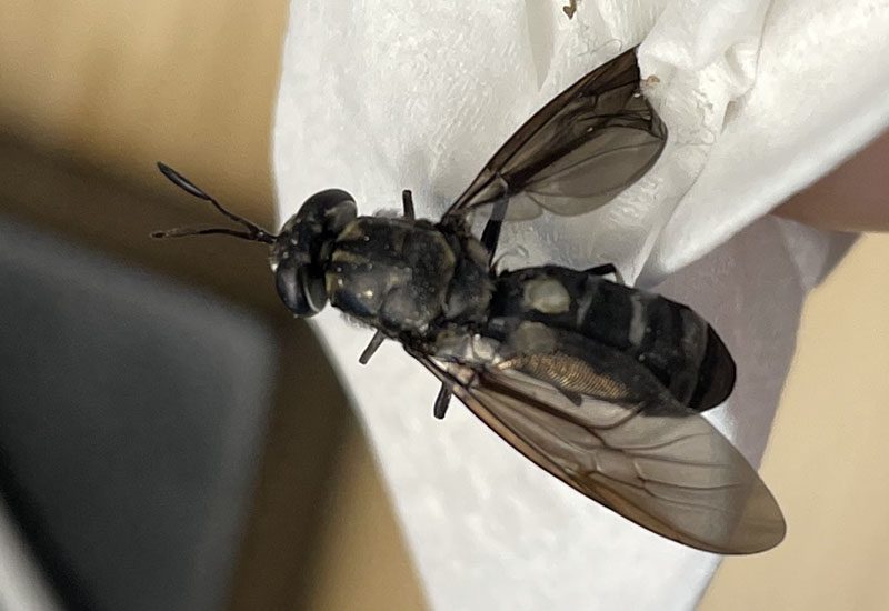 Black Soldier Flies in Basement What's That Bug?