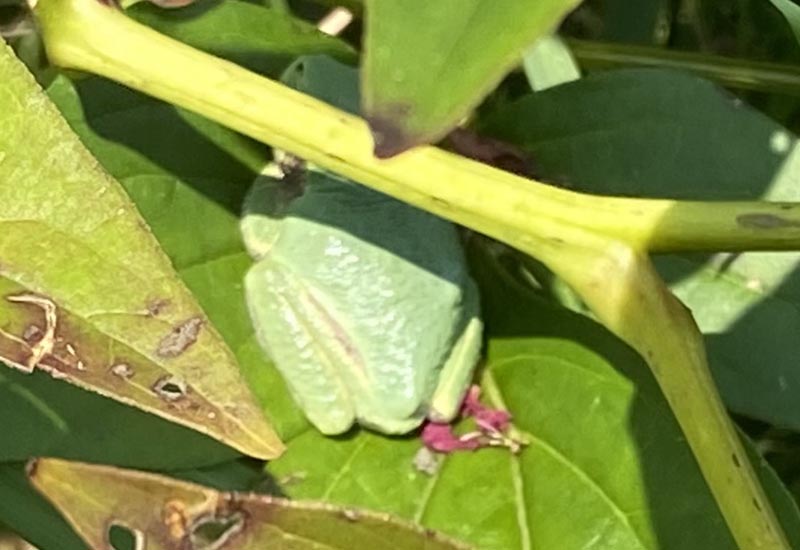 Bug of the Month August 2021 Possibly Gray Tree Frog in Campbell, Ohio