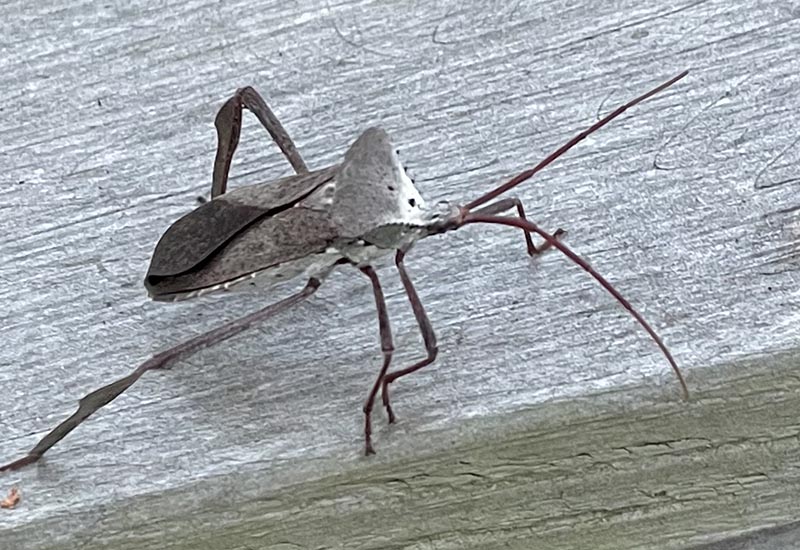Are Leaf Footed Bugs Dangerous? Uncovering the Truth What's That Bug?
