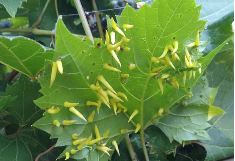 Maple Spindle Galls What's That Bug?