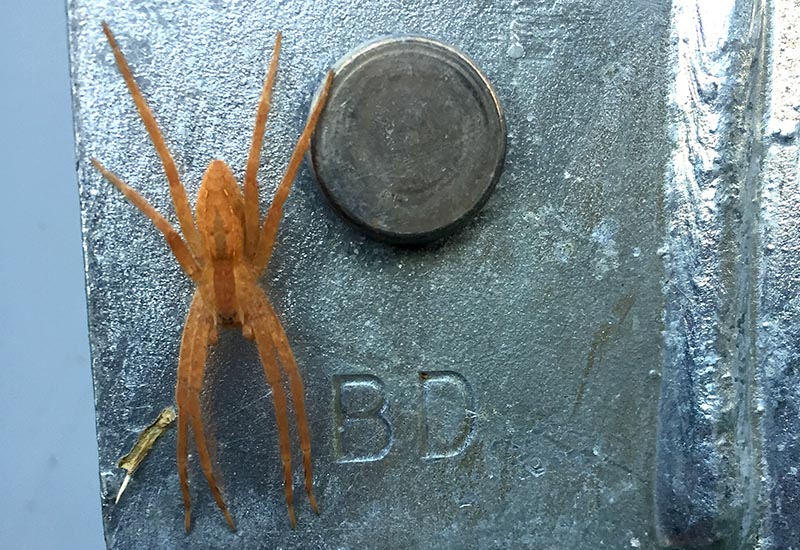 Nursery  Spider Bites Understanding the Risks and Reactions