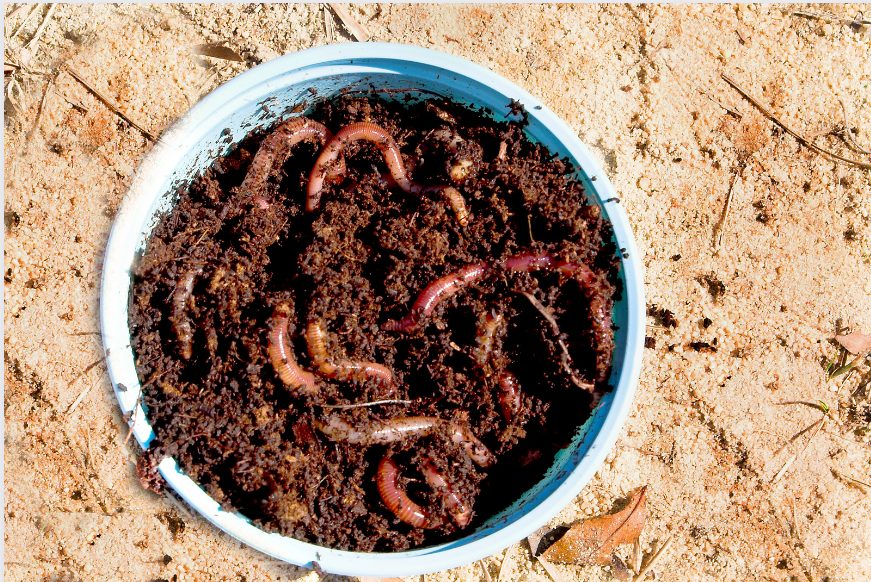 Bloodworms as Fish Food 20 Species That Can't Resist Them