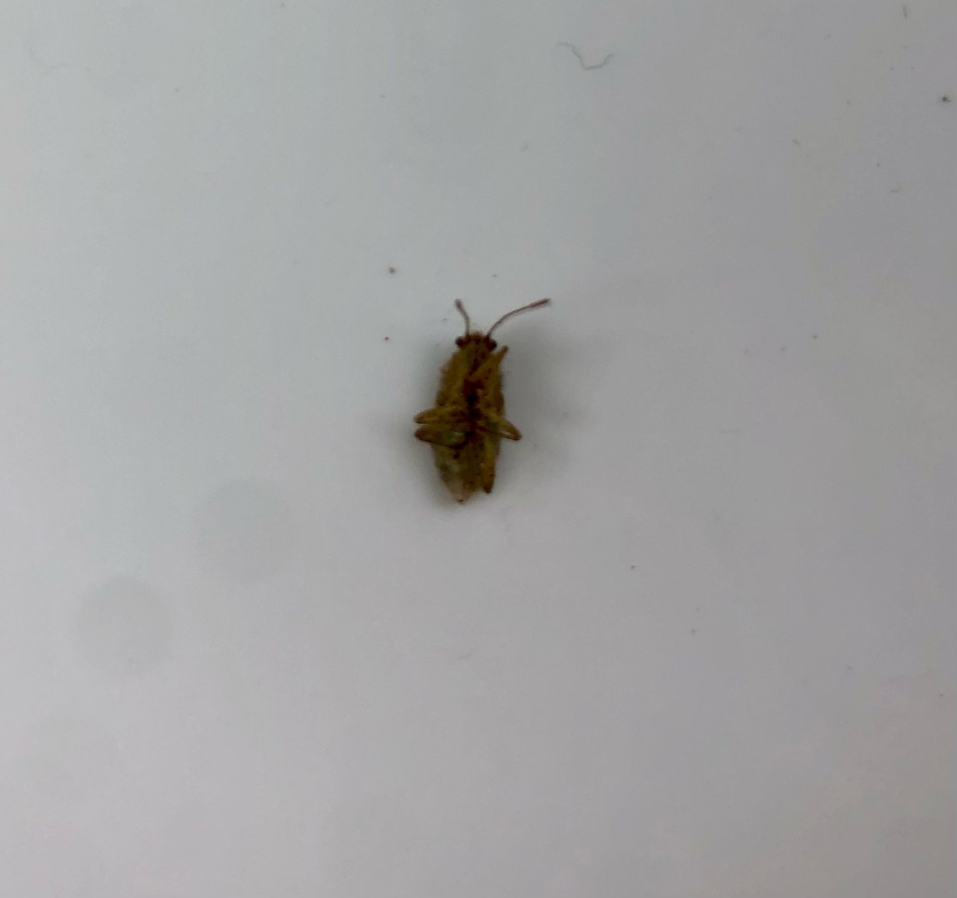 True Bugs Infestation in Entiat, WA What's That Bug?