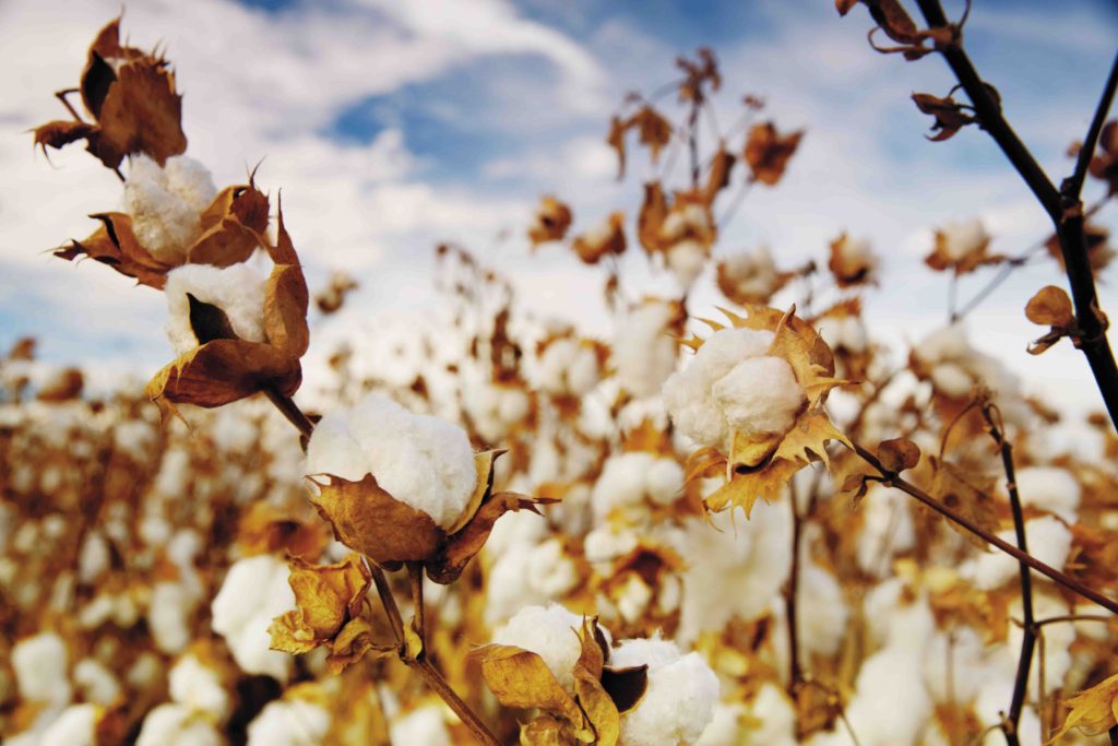 Can Supima cotton get any better? What We Adore