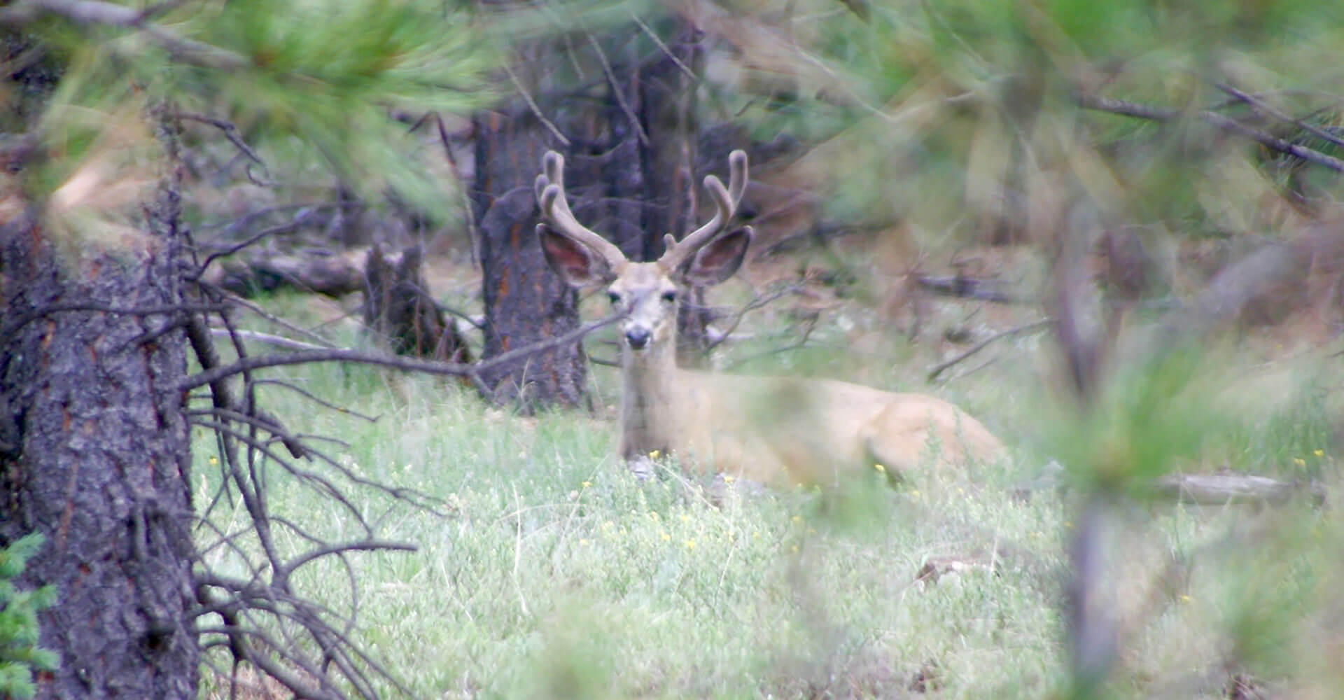 New Mexico Mule Deer Hunting Private Ranch Mule Deer Hunts NM Private