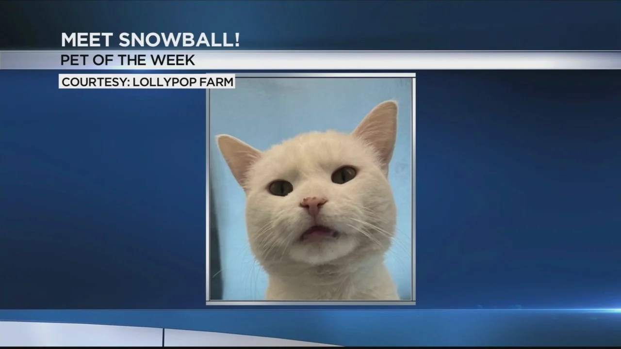 Pet of the Week Snowball