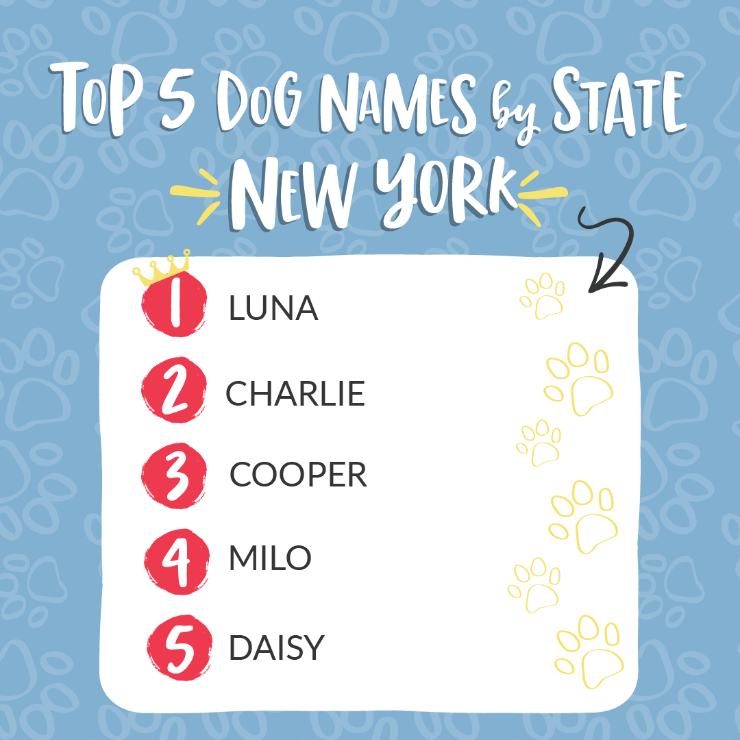 The top five most popular dog names in NYS are revealed