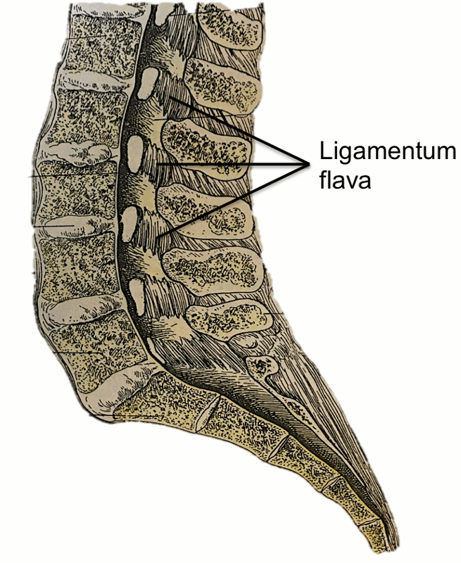 Section 1, Chapter 2 The Ligaments of the Lumbar Vertebrae Wheeless' Textbook of Orthopaedics