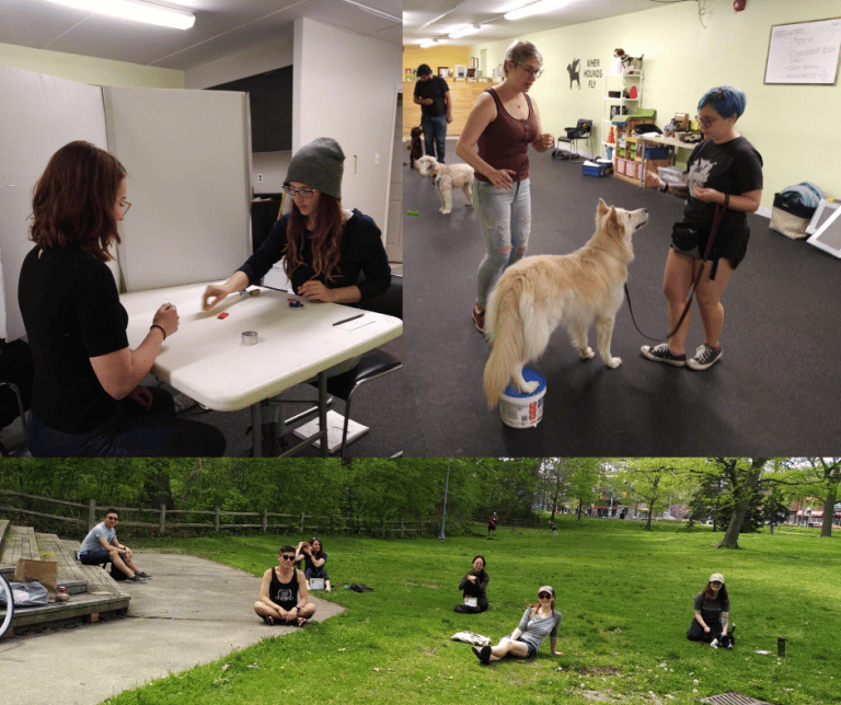 Internship Dog Trainer Program at When Hounds Fly When Hounds Fly Dog