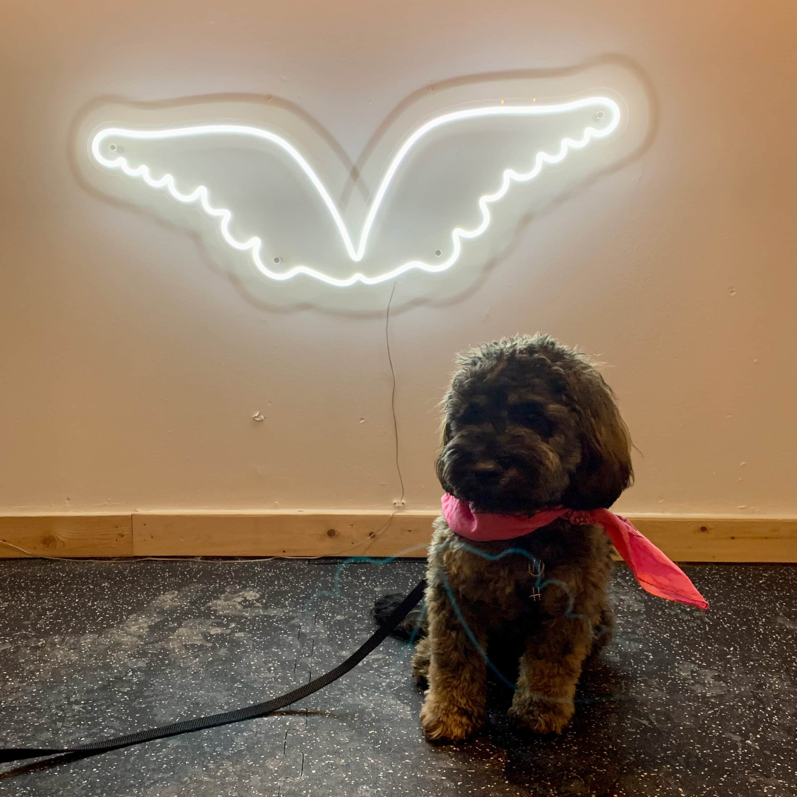 Yonge and Eglinton When Hounds Fly Dog Training