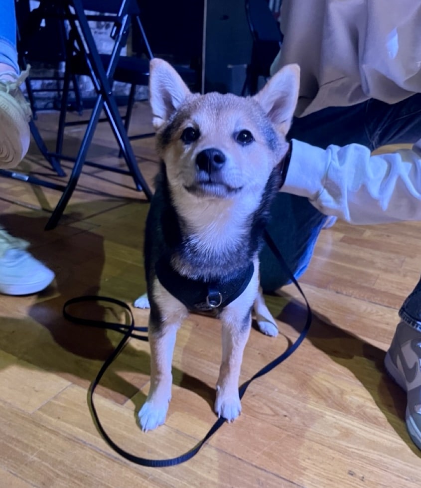 Pups and Pints A Successful Night at The Redwood Theatre When Hounds