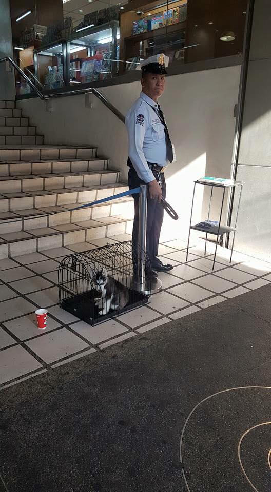 No Pets Allowed in Mall? No Problem! Security Guard Takes Care of Them