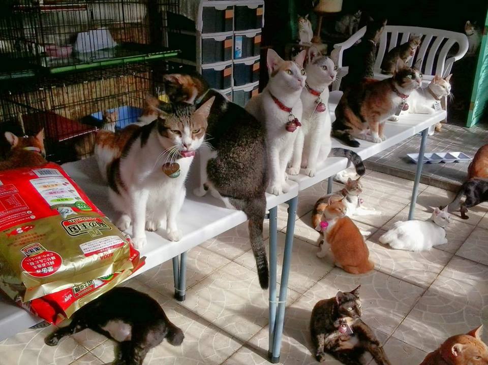 Pet Warehouse Launches Feeding Program for 400 Cats of MBY Pet Rescue
