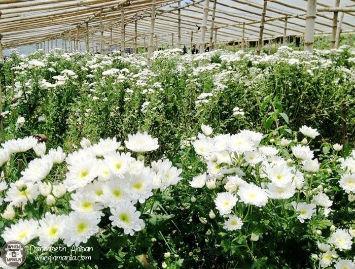 3 Things to Do in La Trinidad, Benguet When In Manila